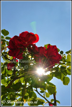 Deze foto is puur natuur, er is niks aan bewerkt.